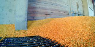 收获的玉米落入电梯坑的慢动作