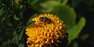 飞(lat。蛇舌草)-蛇舌草亚科的欧洲观点，从花中采集花蜜