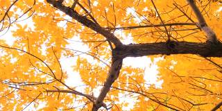 秋天是大自然的颜色。公园里的黄叶。秋季的环境。秋天寒冷的天气里，树变成了橙色。美丽的户外场景。所有的黄色在十月清新的颜色。和平日录像