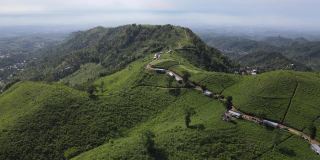 以拉乌山为背景的印度尼西亚科木宁茶园鸟瞰图