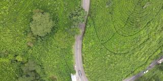 印度尼西亚可木宁茶园中心道路的鸟瞰图