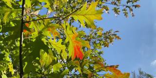 红橡树(Quercus rubra)，是北方橡树(Quercus borealis)的同义词，是山毛榉科的一种树冠很厚的树。可以在橡树或加拿大橡树的名字下找到。