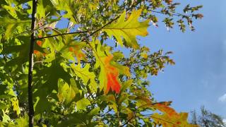 红橡树(Quercus rubra)，是北方橡树(Quercus borealis)的同义词，是山毛榉科的一种树冠很厚的树。可以在橡树或加拿大橡树的名字下找到。视频素材模板下载