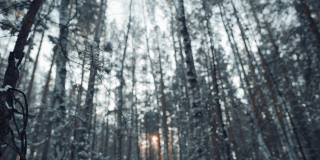 一个童话故事和冬天的神秘森林背景上的干燥的黑暗的树枝。Winter和Great Mood的概念。与自然的统一