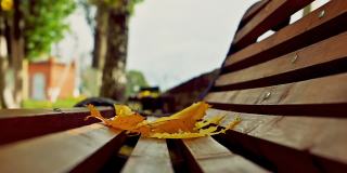 秋天黄色的枫叶落在木凳上，随风摇摆。