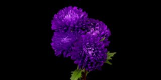 美丽的紫菀花开放