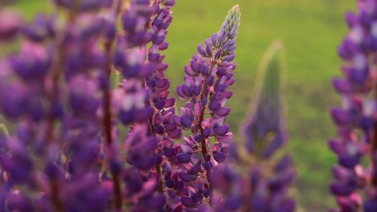 在夏季田野草地日落日出的野花灌木羽扇豆。Lupinus,俗称卢平狼,是一个属豆科植物的开花植物科,豆科