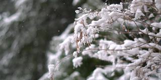 在印度喜马偕尔邦的马纳里，大雪中树枝被雪覆盖的特写镜头。冬天的背景。雪把树枝覆盖在雪里。冬季背景与复制空间