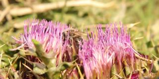 蜜蜂在采集花蜜时被花粉覆盖。一只美丽的蜜蜂正在紫罗兰丛的花朵上寻找花蜜。这只蜜蜂正在给花授粉。授粉之美。蜜蜂