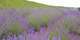 万向节的薰衣草花，盛开的紫色薰衣草