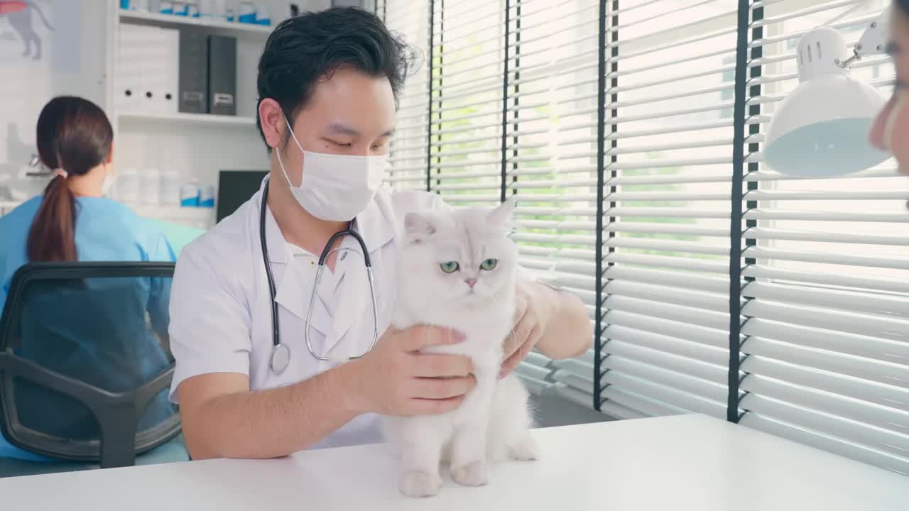 亚洲兽医在兽医诊所预约时为猫检查。在宠物医院，专业兽医男和小猫主人坐在带着听诊器工作的桌子上检查小动物。