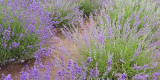 万向节拍摄了一丛美丽芳香的开花紫色薰衣草