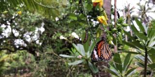 泰国Koh lipe——2018年5月:泰国Koh lipe热带岛屿上的蝴蝶