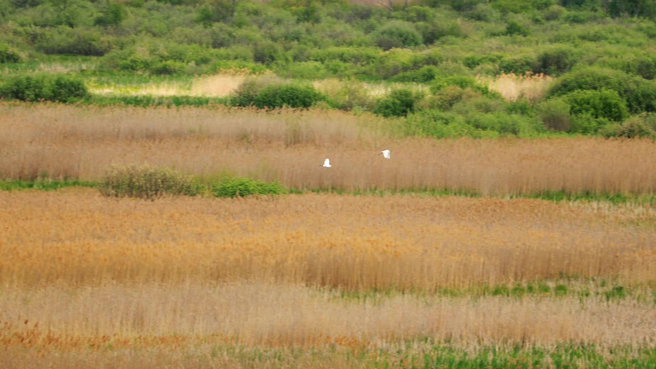 白俄罗斯的动物群。两大白鹭或Ardea Alba，也被称为白鹭，大白鹭，或大白鹭或大白鹭鸟类飞行附近的江塘湖在春天的季节