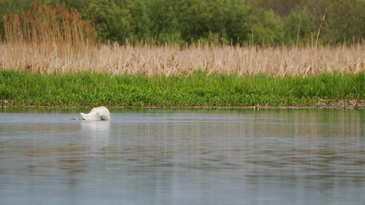 白俄罗斯的动物群。春天在江塘湖畔游弋的白哑天鹅或彩天鹅