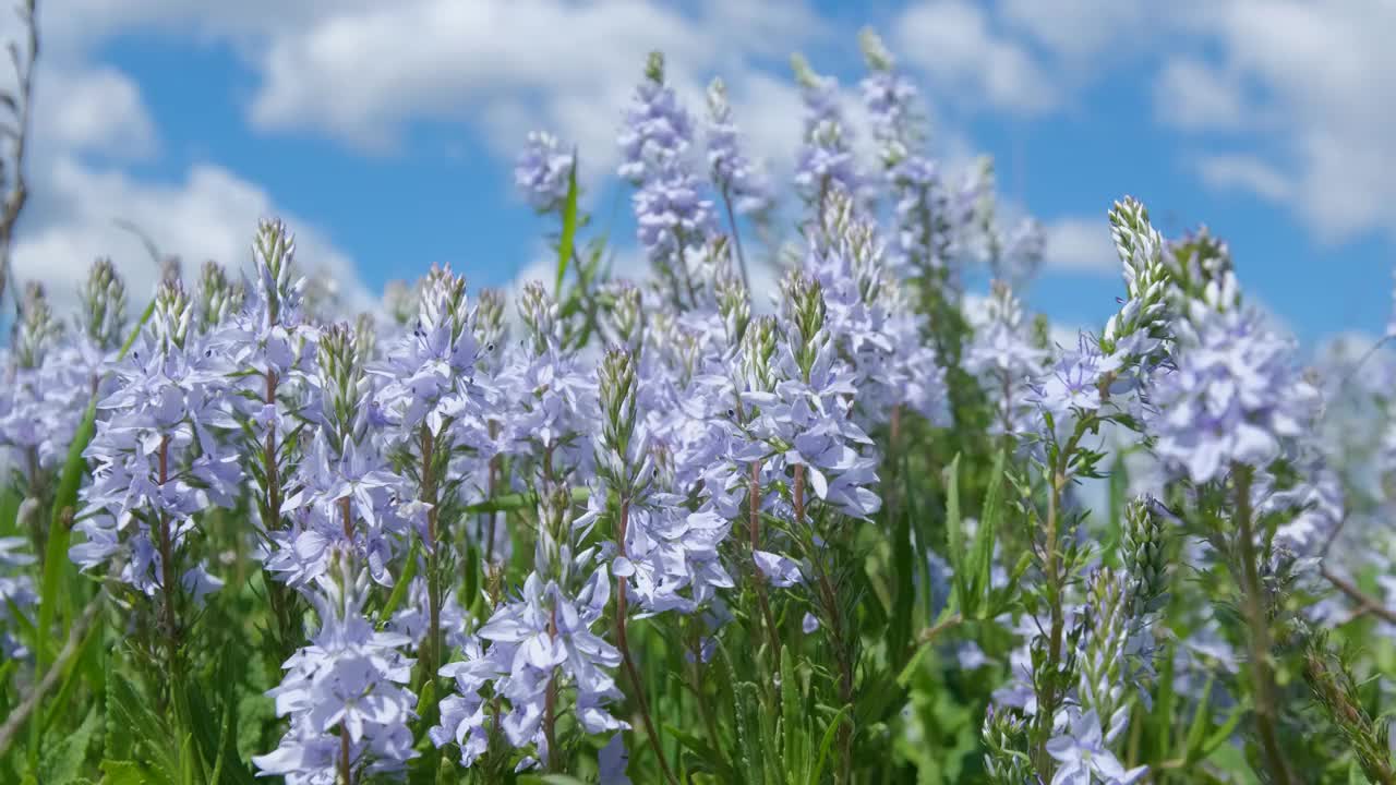 野花特写