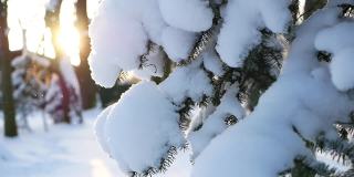冬天的风景——公园里白雪覆盖着美丽的树木，覆盖着白霜。
