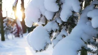 冬天的风景——公园里白雪覆盖着美丽的树木，覆盖着白霜。视频素材模板下载