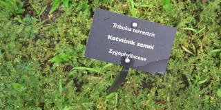 刺蒺藜(刺藤，羊头草)被称为一种有毒的杂草。