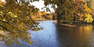 城市公园的秋天。池塘被绿树和黄叶环绕着。