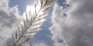 在秋风中，糖蜜花在蓝白色的天空中摇曳。它生长在通常被称为野生甘蔗和Kans草的休耕地上。特写镜头慢动作视频。