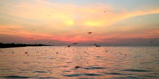 黎明时分，一大群海鸥飞过平静的海面