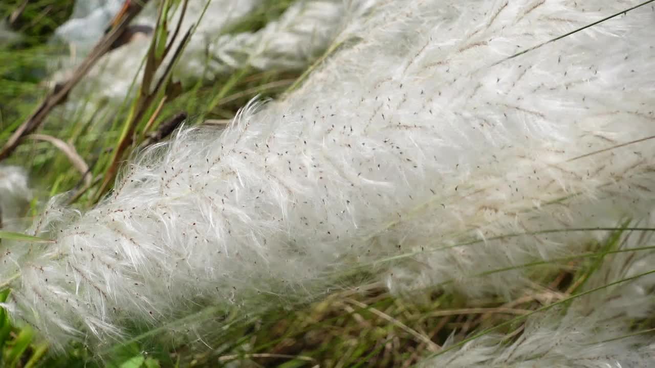 白糖花在秋天的田野里随风摇曳。它生长在通常被称为野生甘蔗和Kans草的休耕地上。秋天白色花朵的特写。