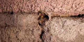 黄蜂的巢，大黄蜂。马蜂窝的特写镜头。近的黄黄蜂，黄黄蜂，欧洲黄蜂，德国黄蜂，黄夹克，黄夹克，德国黄夹克。昆虫，昆虫，昆虫，昆虫