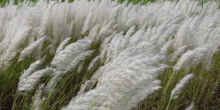 白糖花在秋天的田野里随风摇曳。它生长在通常被称为野生甘蔗和Kans草的休耕地上。自然白绿花慢动作视频。