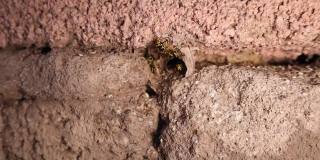 黄蜂的巢，大黄蜂。马蜂窝的特写镜头。近的黄黄蜂，黄黄蜂，欧洲黄蜂，德国黄蜂，黄夹克，黄夹克，德国黄夹克。昆虫，昆虫，昆虫，昆虫