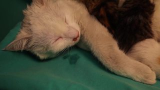 治疗一只患有严重呼吸道感染的猫。兽医在病人照顾小猫时将药物滴入病人的眼睛和鼻孔，以便尽可能地缓解压力视频素材模板下载