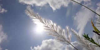 在秋风中，糖蜜花在蓝白色的天空中摇曳。它生长在通常被称为野生甘蔗和Kans草的休耕地上。特写镜头慢动作视频。