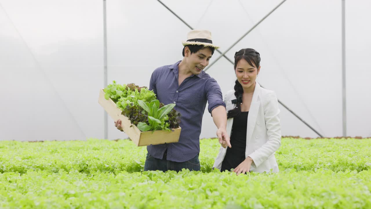 一对亚洲农民夫妇在水培蔬菜大棚农场快乐地工作着