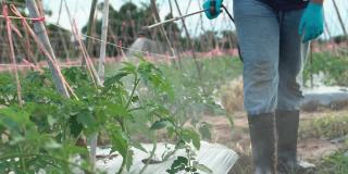年轻的园丁在室外对番茄喷洒有机农药。