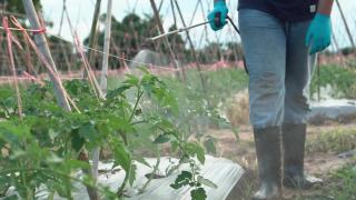 年轻的园丁在室外对番茄喷洒有机农药。视频素材模板下载