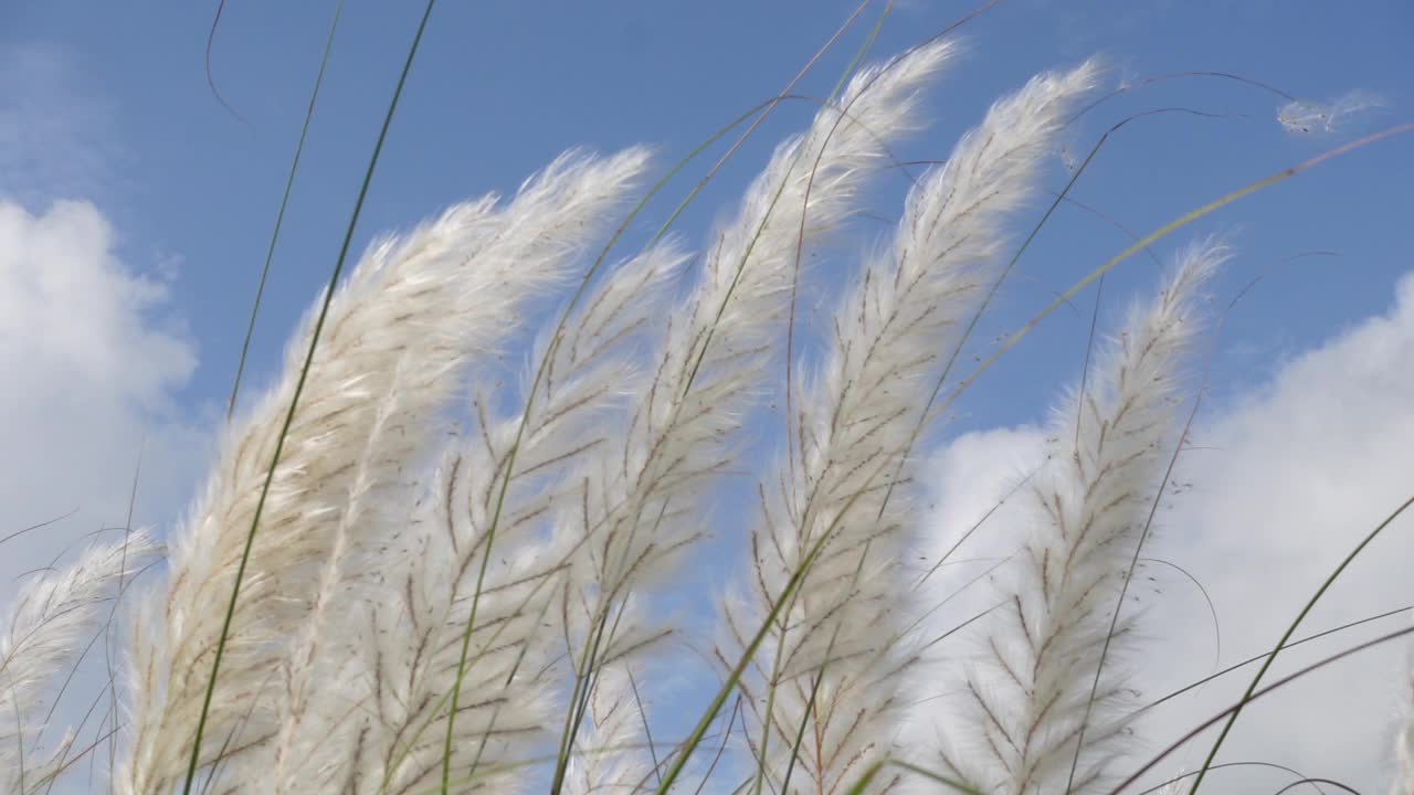 在秋风中，糖蜜花在蓝白色的天空中摇曳。它生长在通常被称为野生甘蔗和Kans草的休耕地上。特写视图。
