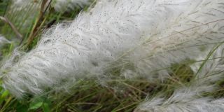 白糖花在秋天的田野里随风摇曳。它生长在通常被称为野生甘蔗和Kans草的休耕地上。秋天白色花朵的特写。