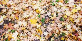 枯黄的秋叶一片片五颜六色地躺在地上，慢悠悠地移动着