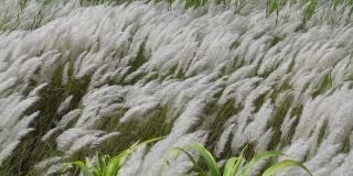 白糖花在秋天的田野里随风摇曳。它生长在通常被称为野生甘蔗和Kans草的休耕地上。自然白绿花慢动作视频。