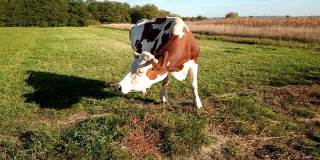 一头牛在吃草——马拉穆勒斯，罗马尼亚