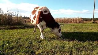一头牛在吃草——马拉穆勒斯，罗马尼亚视频素材模板下载