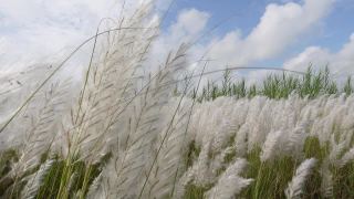 在秋风中，糖蜜花在蓝白色的天空中摇曳。它生长在通常被称为野生甘蔗和Kans草的休耕地上。特写视图。视频素材模板下载