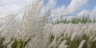 在秋风中，糖蜜花在蓝白色的天空中摇曳。它生长在通常被称为野生甘蔗和Kans草的休耕地上。特写视图。