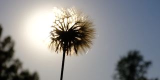 夕阳下的蓬松野花。自然的田野，阳光和风的摇摆，特写，宏观，