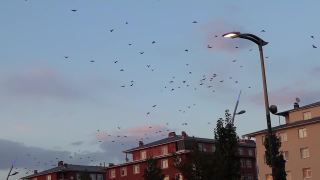 候鸟在日落时经过这个城市。乌鸦飞。自然中的一群乌鸦。乌鸦组。动物组。鸟聚集。鸟类迁徙。乌鸦的人群。城市里的动物视频素材模板下载