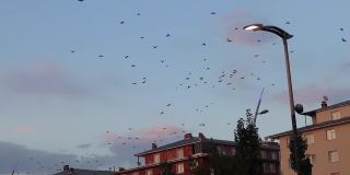 候鸟在日落时经过这个城市。乌鸦飞。自然中的一群乌鸦。乌鸦组。动物组。鸟聚集。鸟类迁徙。乌鸦的人群。城市里的动物
