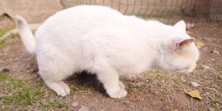 一只白猫在咳嗽。可以怀疑是日冕吗?不，只是感冒了。生病的宠物需要兽医，兽医诊所。兽医。呼吸系统疾病，动物疾病
