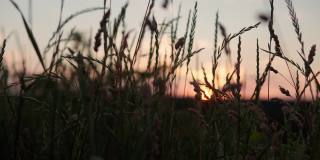 近距离全景拍摄野生草的黄色耳朵在夕阳的光线。日落时，干草在风中摇曳。黎明后山野草地的景色。自然、自由、生活理念