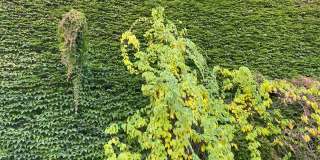 绿叶常青藤墙篱植物和秋天黄叶树树枝随风摇曳。美丽的绿色自然背景。