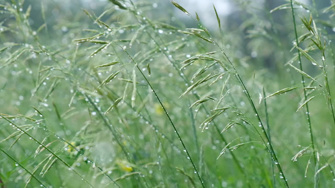 雨点在阳光下照耀着草地。雨后用水滴润湿草地。新鲜的植物背景。夏雨后草地